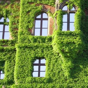 Image of an ivy clad building for the Is an Attractive school a better school? post